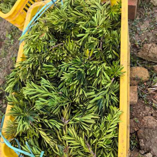 怀集县罗汉松苗