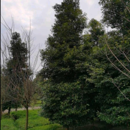 东光县桢楠