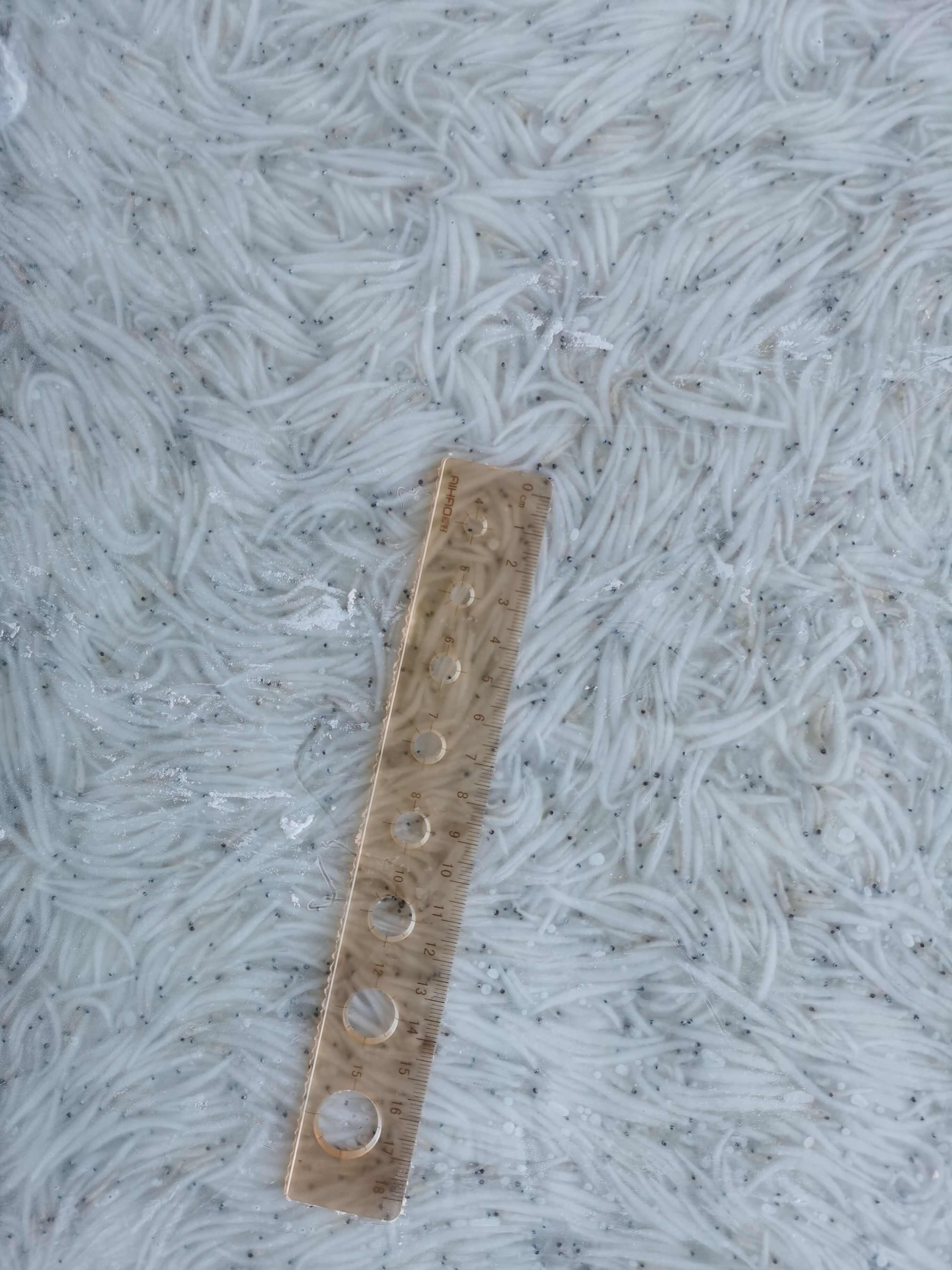 新鲜冷冻小银鱼，规格齐全，产地直销，肉质鲜嫩。