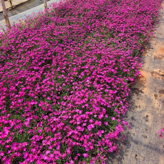 宜良县红盆欧石竹