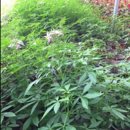 东光县醉蝶花