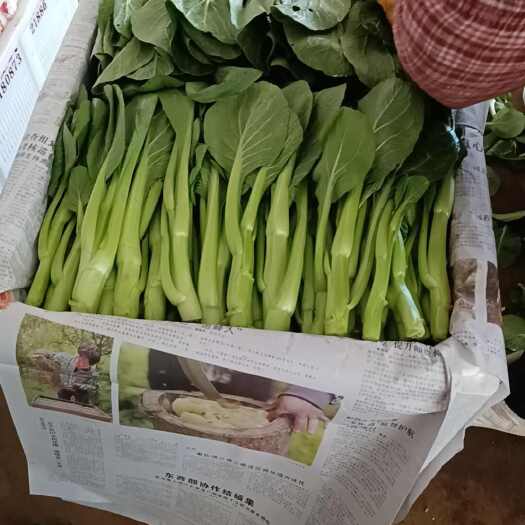 嵩明县菜心