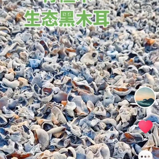 黑木耳食用菌