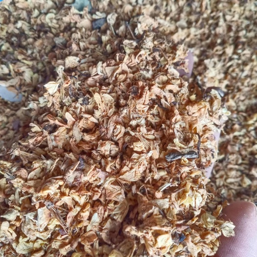 绛县槐花