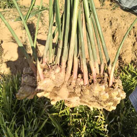 沧源县大量销售乌姜（白姜），市场货，品质保证优良，3量以上，