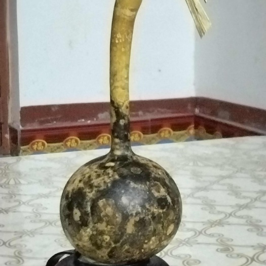自然花皮迷你小油锤葫芦美观漂亮，高度18公分，下肚正圆厚皮，