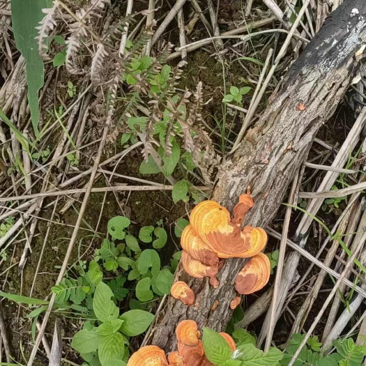 深山红栓菌