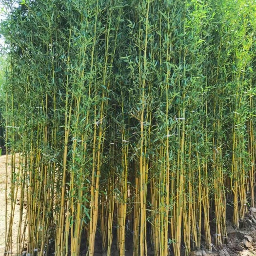 竹子竹苗，苗圃直发，货源充足
