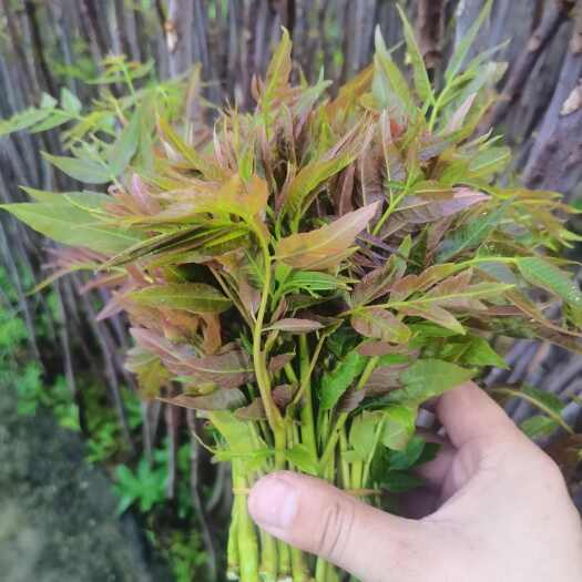 临朐县2024年优质鲜香椿芽，图片真实，