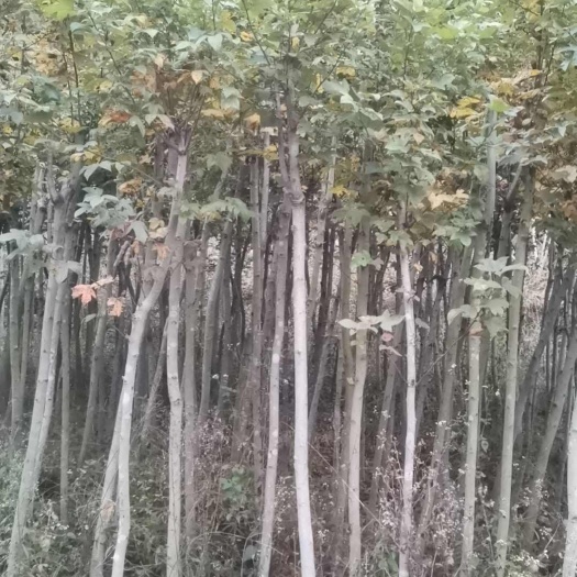 广州枫香米径4至6公分，截杆袋苗，1500棵左右