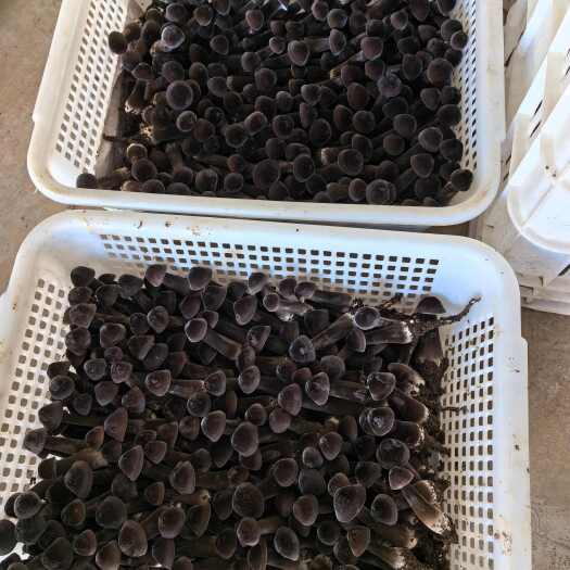 济南鸡枞菌口感好营养价值高