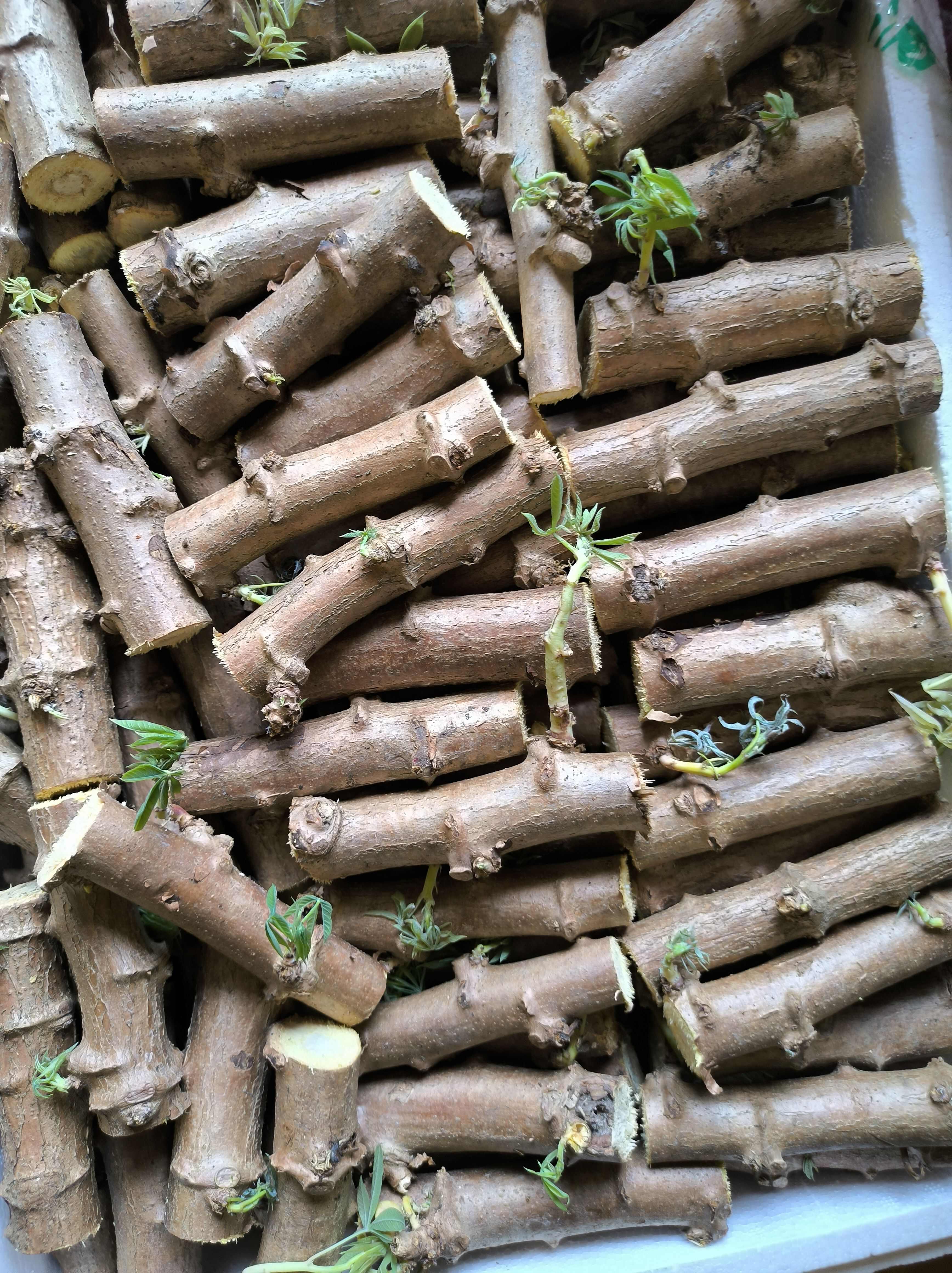广西黄肉木薯种耐旱抗病高品质无菌脱毒木薯茎杆