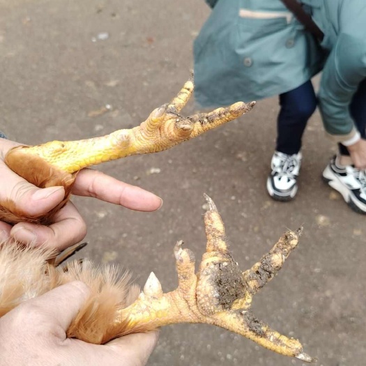雷州市灵山土阉鸡230天老阉鸡