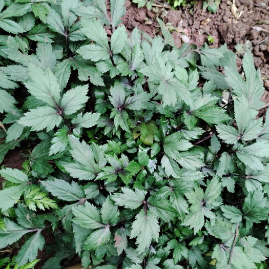 有谁见过这个菜？名字好像叫红芹菜