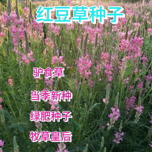 苏州红豆草种子 驴食草种子 驴食豆种子青饲牧草林田果园绿肥蜜源籽