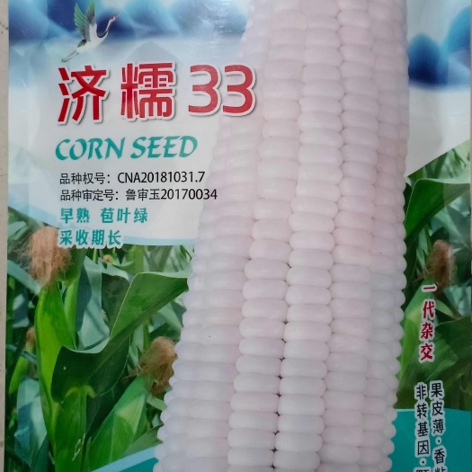 济南白糯玉米种子∽济糯33白糯玉米种子