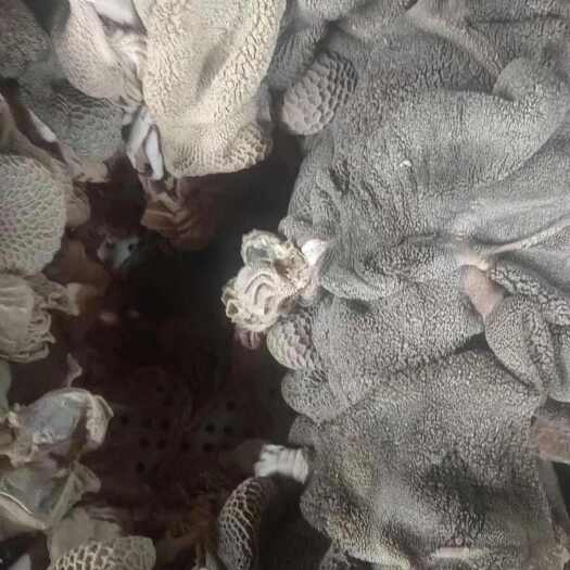 河间市五香全熟羊毛肚