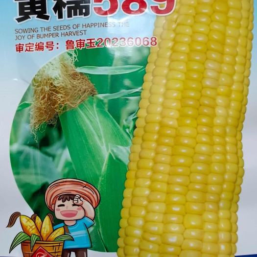 济南黄糯589玉米种子∽袋装黄糯玉米种子
