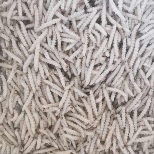 昆明竹虫，蜂蛹及其它食用昆虫