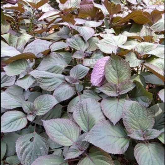 濉溪县紫苏