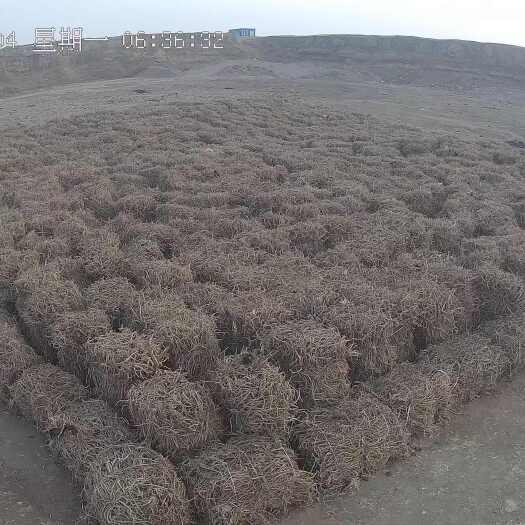 固阳县适合药厂货