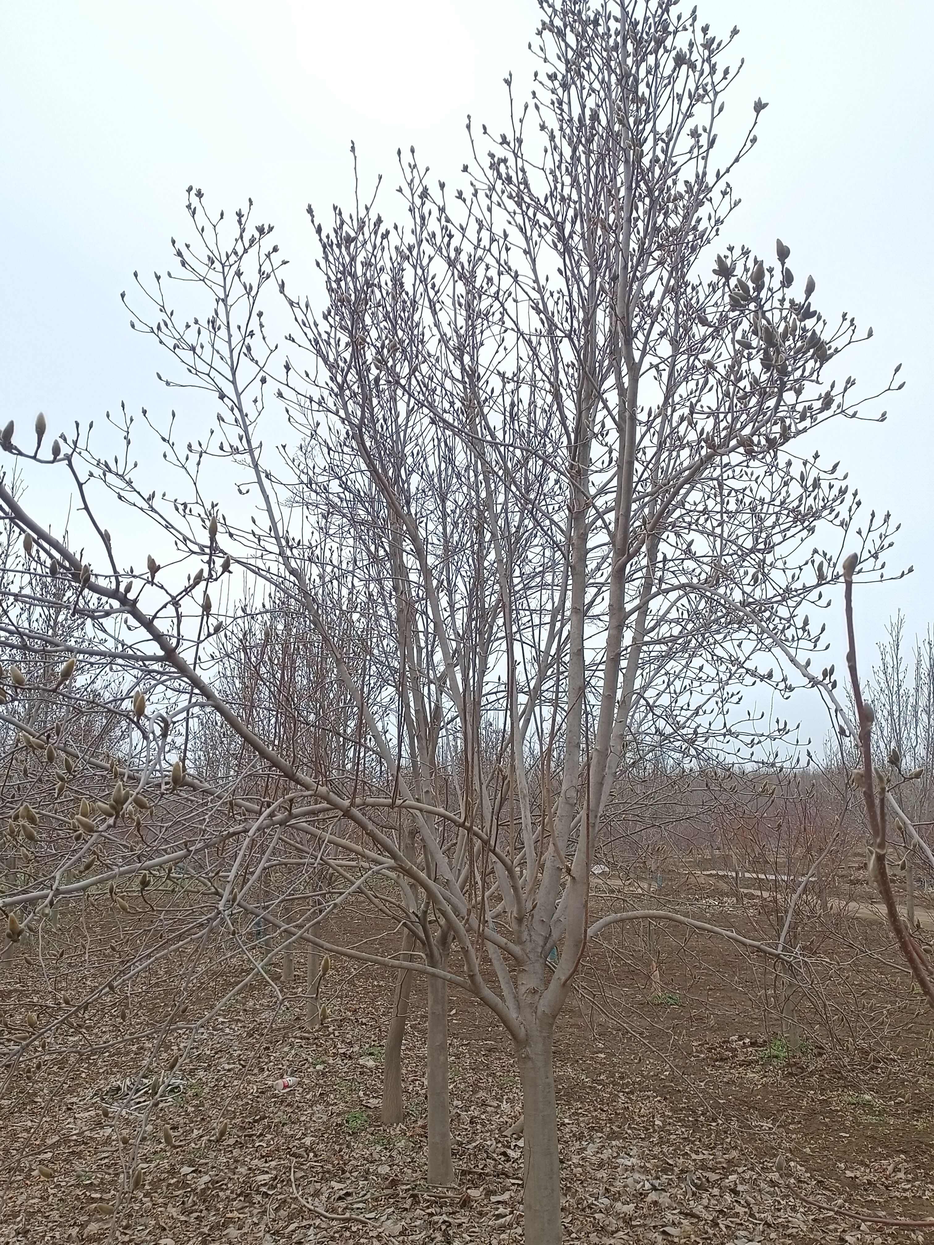 玉兰枝条红白黄紫玉兰花枝带花苞现剪鲜活插花鲜花河南