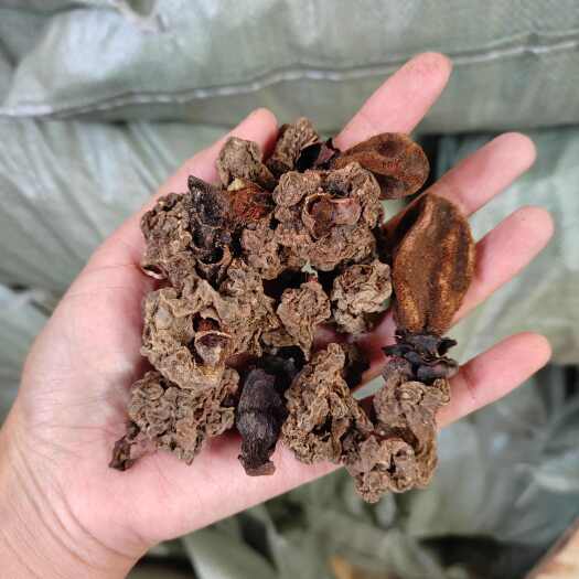 云县云南鹿仙草