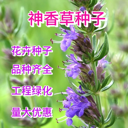 神香草种子，牛膝草，柳薄荷，海索草 Hyssop 欧洲耐热