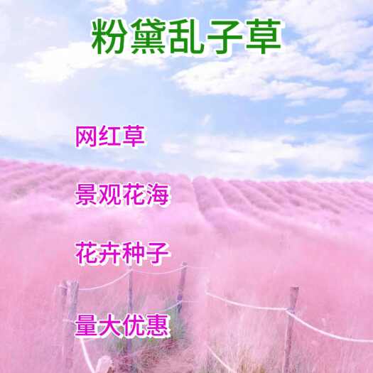 苏州粉黛乱子草种子 网红草花种籽子毛芒乱子草多年生花种子景观花海