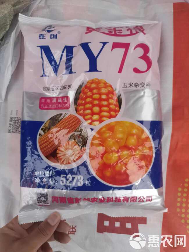 黄金粮my73:矮杆耐密，抗病扛倒玉米种子，量大联系客服