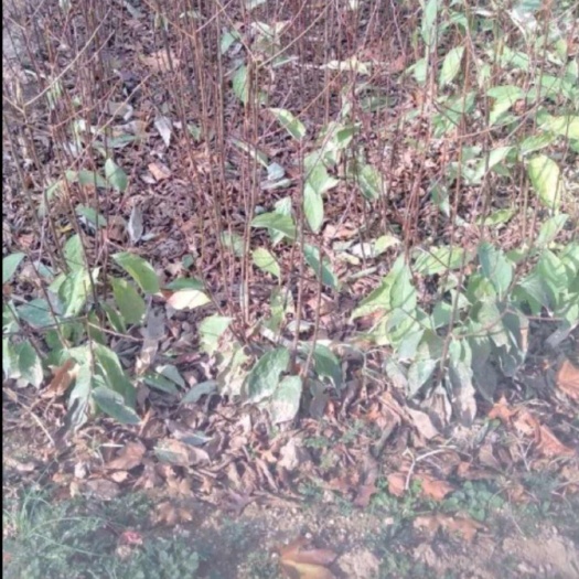 新田县软枣