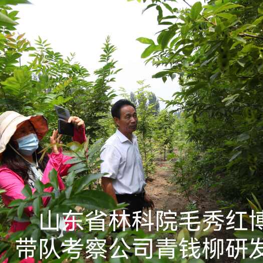 济宁青钱柳种子正品青钱柳园林苗木树苗种子青钱柳金钱柳中药材种子