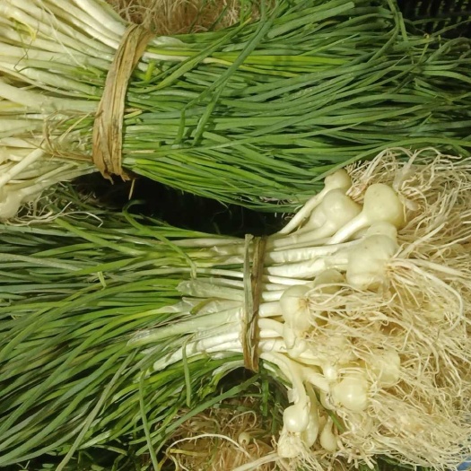 衡阳县火葱 沙葱，又名野葱，胡葱，纯野生的，非种植
