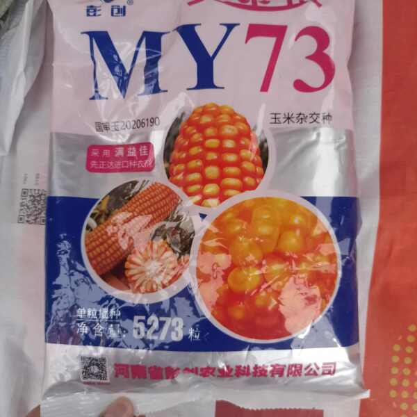 黄金粮my73:矮杆耐密，抗病扛倒玉米种子，量大联系客服