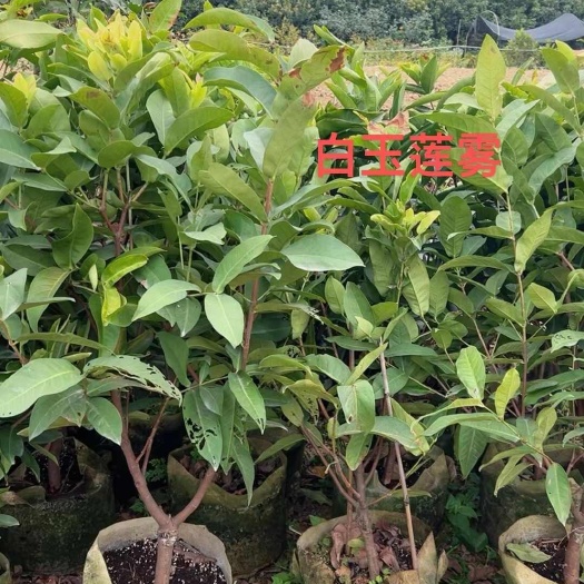 漳州各种规格杨梅苗