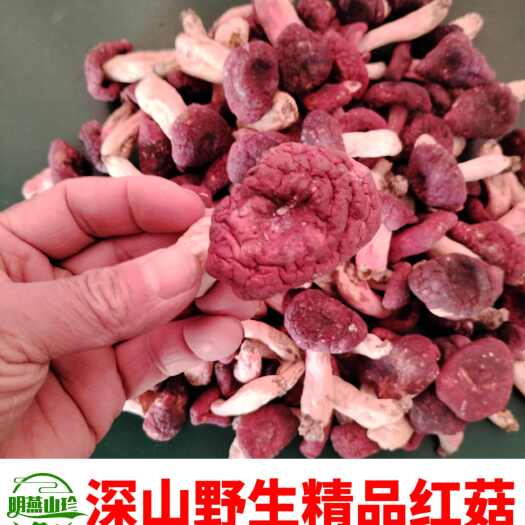 随县【热卖】新货野生红菇干货深山红蘑菇月子菇蕾产地净重发货包邮