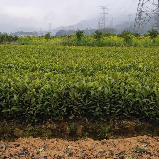 福安市安吉白茶苗，基地直发，一手货源，诚信经营，欢迎订购
