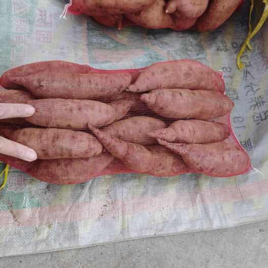 肥城市紫罗兰紫薯
