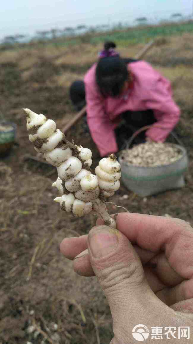 螺丝菜 宝塔菜 地环菜 甘露子