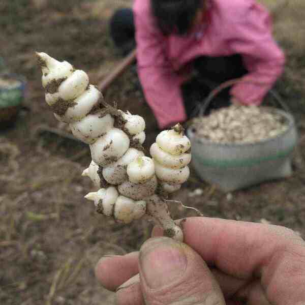 螺丝菜 宝塔菜 地环菜 甘露子