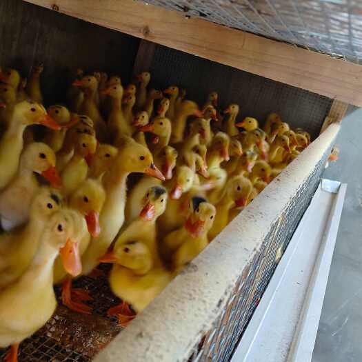绵阳肉鸭苗