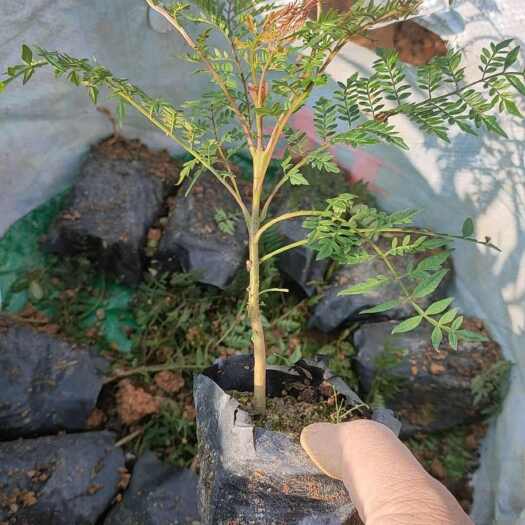 蓝花楹