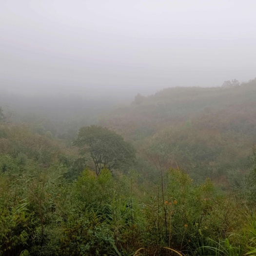 平南县山地流转出租
