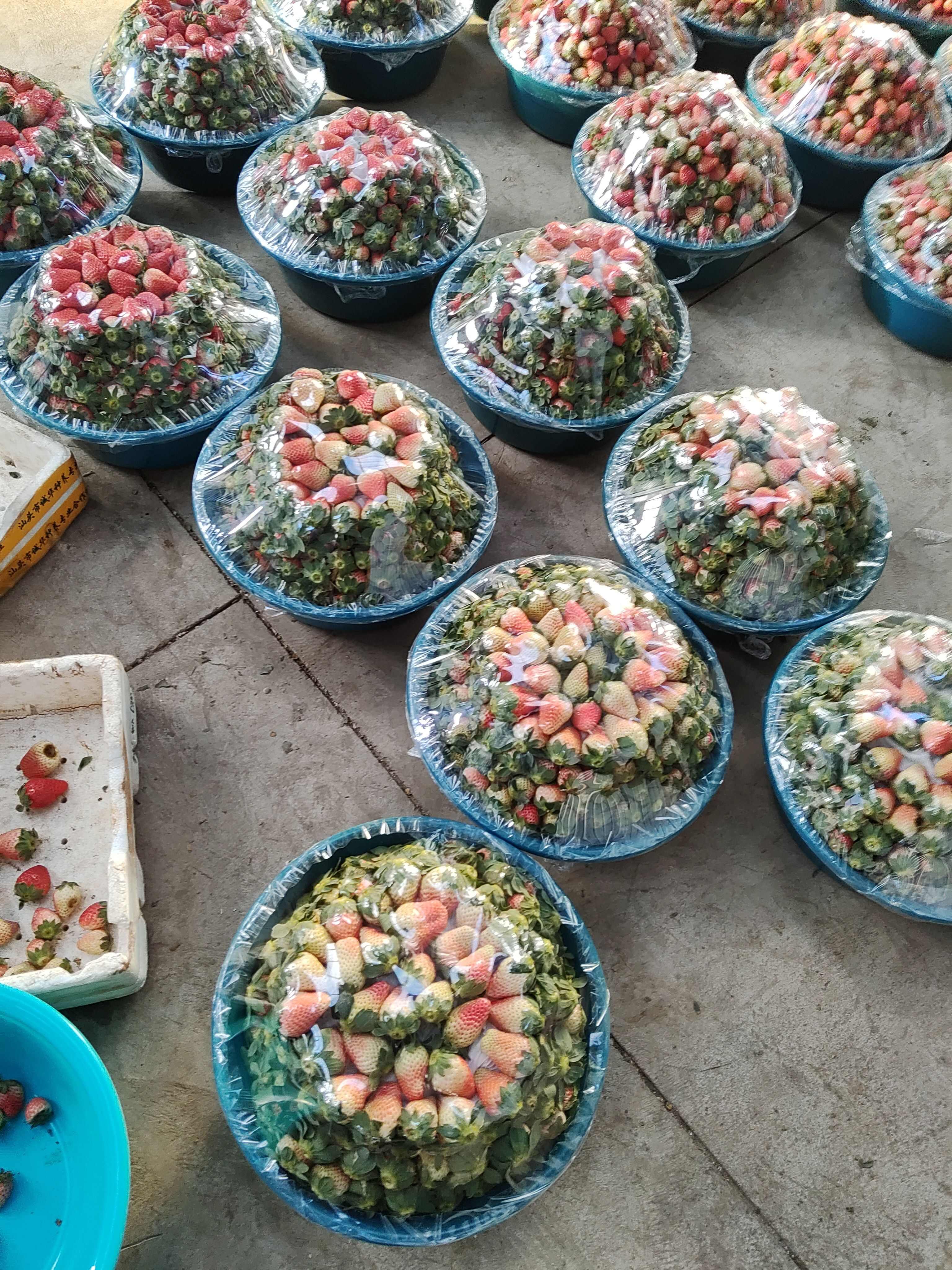 大凉山露天草莓