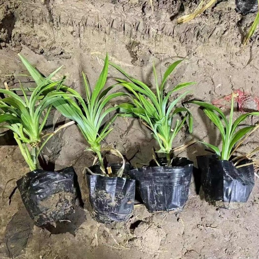 青州市吉祥草 基地大量现货找我批发