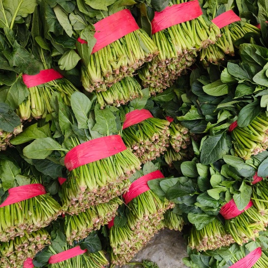聊城聊城大棚菠菜