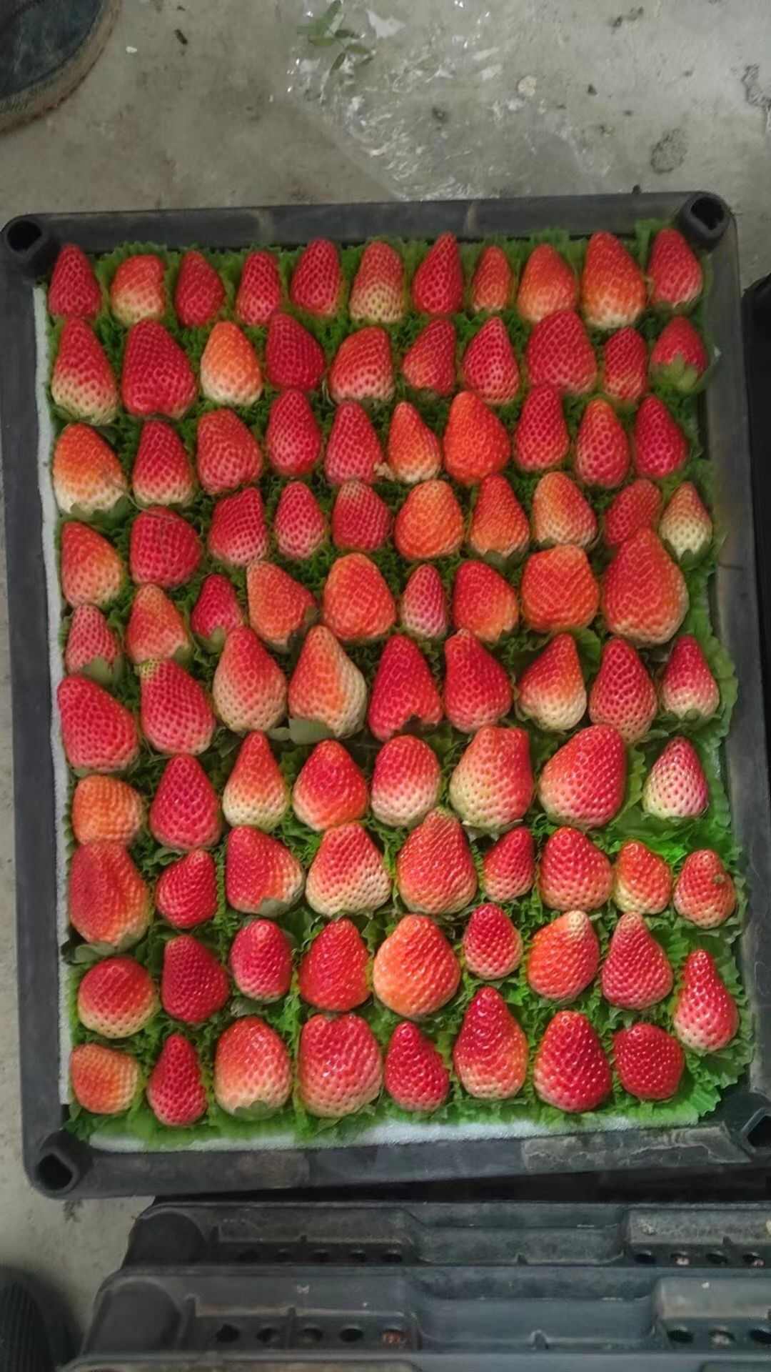 大凉山露天草莓
