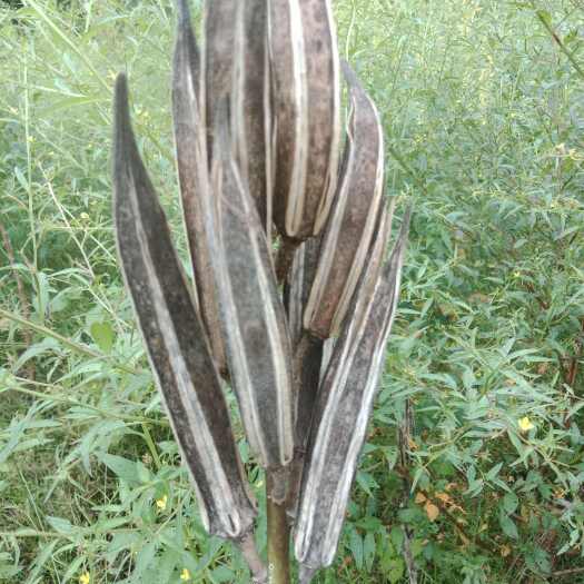 雷州市高挂果型黄秋葵种子，鲜种子保证发芽率种植后产量高