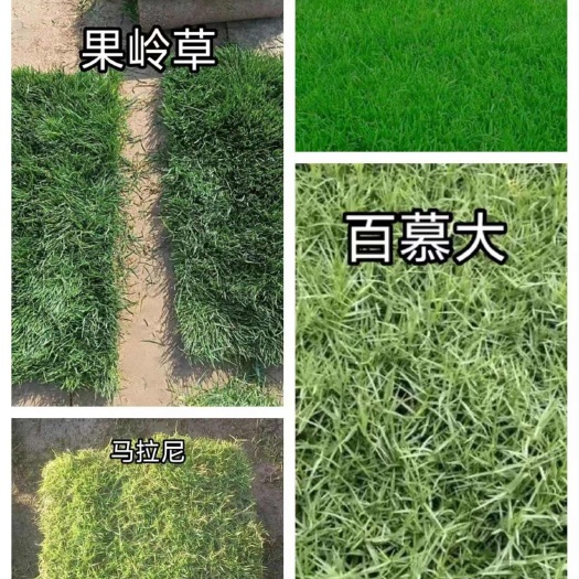  草坪
