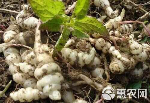 螺丝菜 宝塔菜 地环菜 甘露子